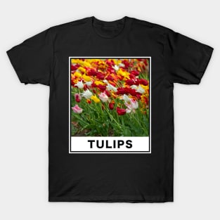 The Beauty of Colorful Tulip Flower Accompanied by a Gentle Breeze Photography T-Shirt